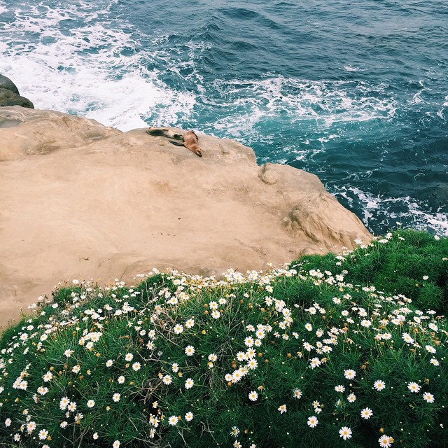la jolla seal cove