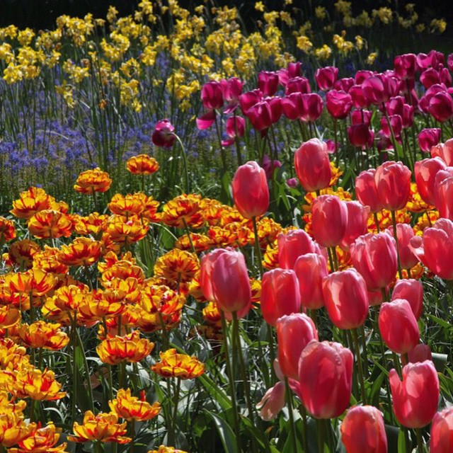 Happy first day of spring! 🌷🌼